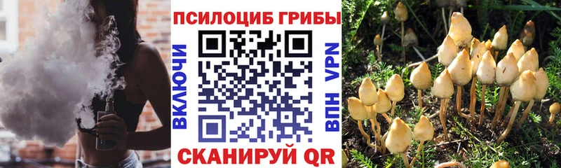 Псилоцибиновые грибы Psilocybe  Краснокамск 